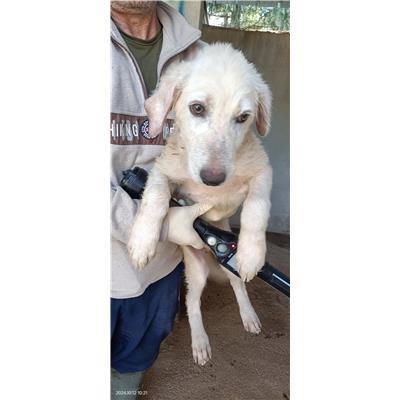 Maddaloni - Cane - Microchip 380260045137389