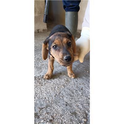 Maddaloni - Cane - Microchip 380260045140150