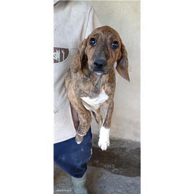 Maddaloni - Cane - Microchip 380260045130727