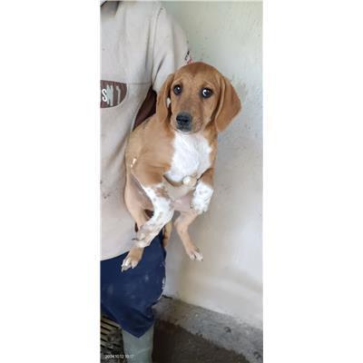 Maddaloni - Cane - Microchip 380260045141070