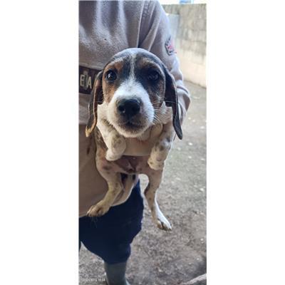 Maddaloni - Cane - Microchip 380260045131447