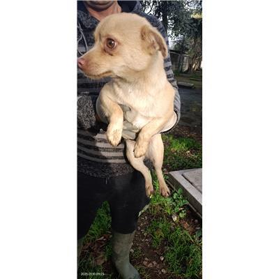 Maddaloni - Cane - Microchip 380260170376591