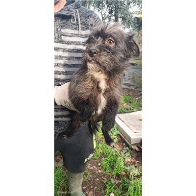 Maddaloni - Cane - Microchip 380260170376594