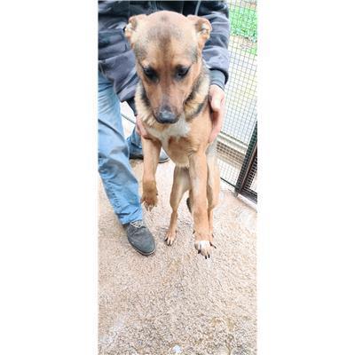 Maddaloni - Cane - Microchip 380260170373941