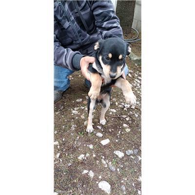 Maddaloni - Cane - Microchip 380260170374035