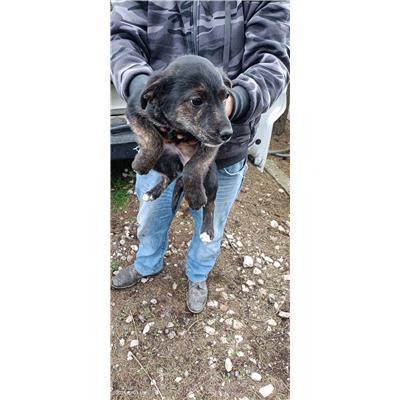 Maddaloni - Cane - Microchip 380260170374028