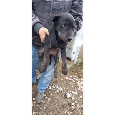 Maddaloni - Cane - Microchip 380260170374022