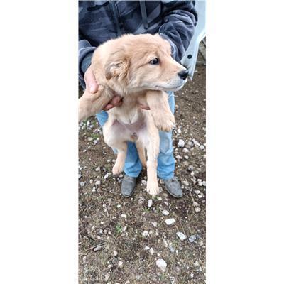 Maddaloni - Cane - Microchip 380260170374029