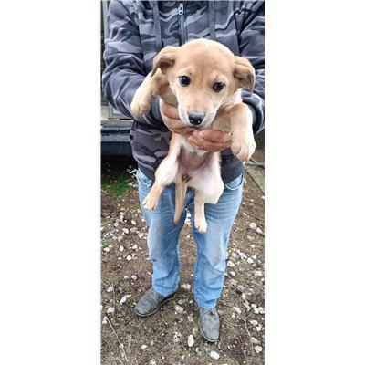 Maddaloni - Cane - Microchip 380260170374021