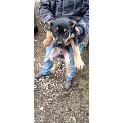 Maddaloni - Cane - Microchip 380260170374026