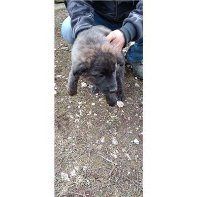 Maddaloni - Cane - Microchip 380260170374032