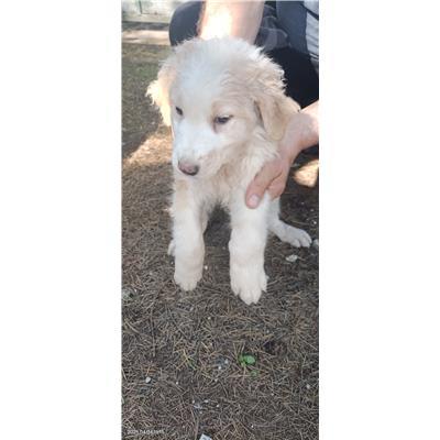 Maddaloni - Cane - Microchip 380260170373814