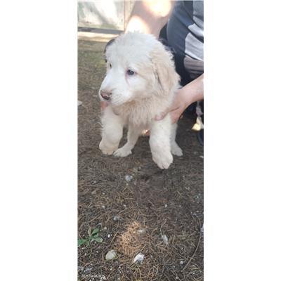 Maddaloni - Cane - Microchip 380260170373736