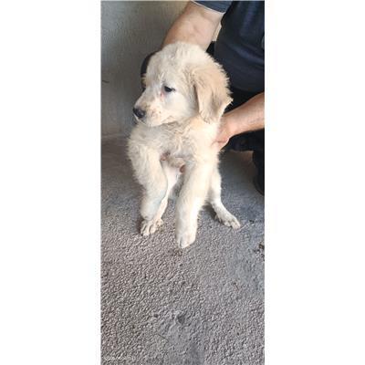 Maddaloni - Cane - Microchip 380260170373720