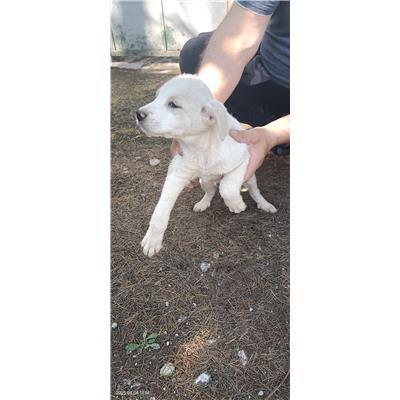 Maddaloni - Cane - Microchip 380260170373731