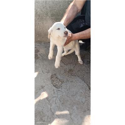 Maddaloni - Cane - Microchip 380260170373724