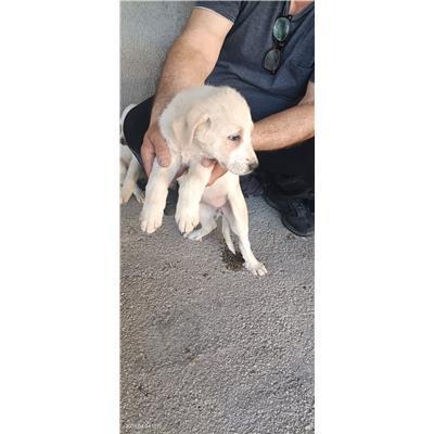 Maddaloni - Cane - Microchip 380260170373732