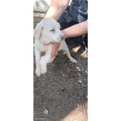 Maddaloni - Cane - Microchip 380260170373802