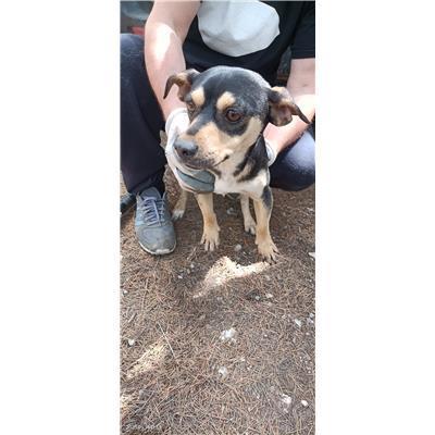 Maddaloni - Cane - Microchip 380260170374229