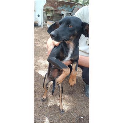 Maddaloni - Cane - Microchip 380260170374233