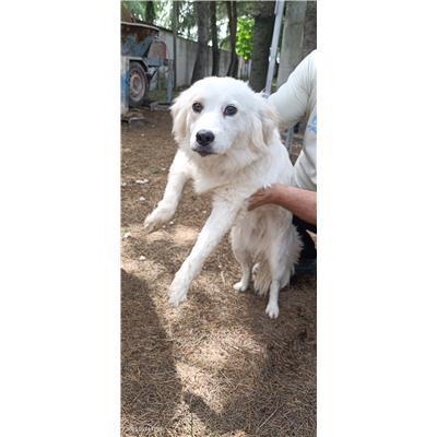 Maddaloni - Cane - Microchip 380260170374226